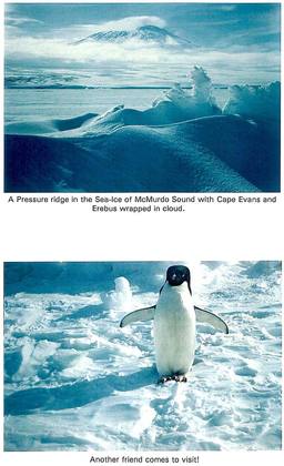 1p1_Erebus_penguin.jpg